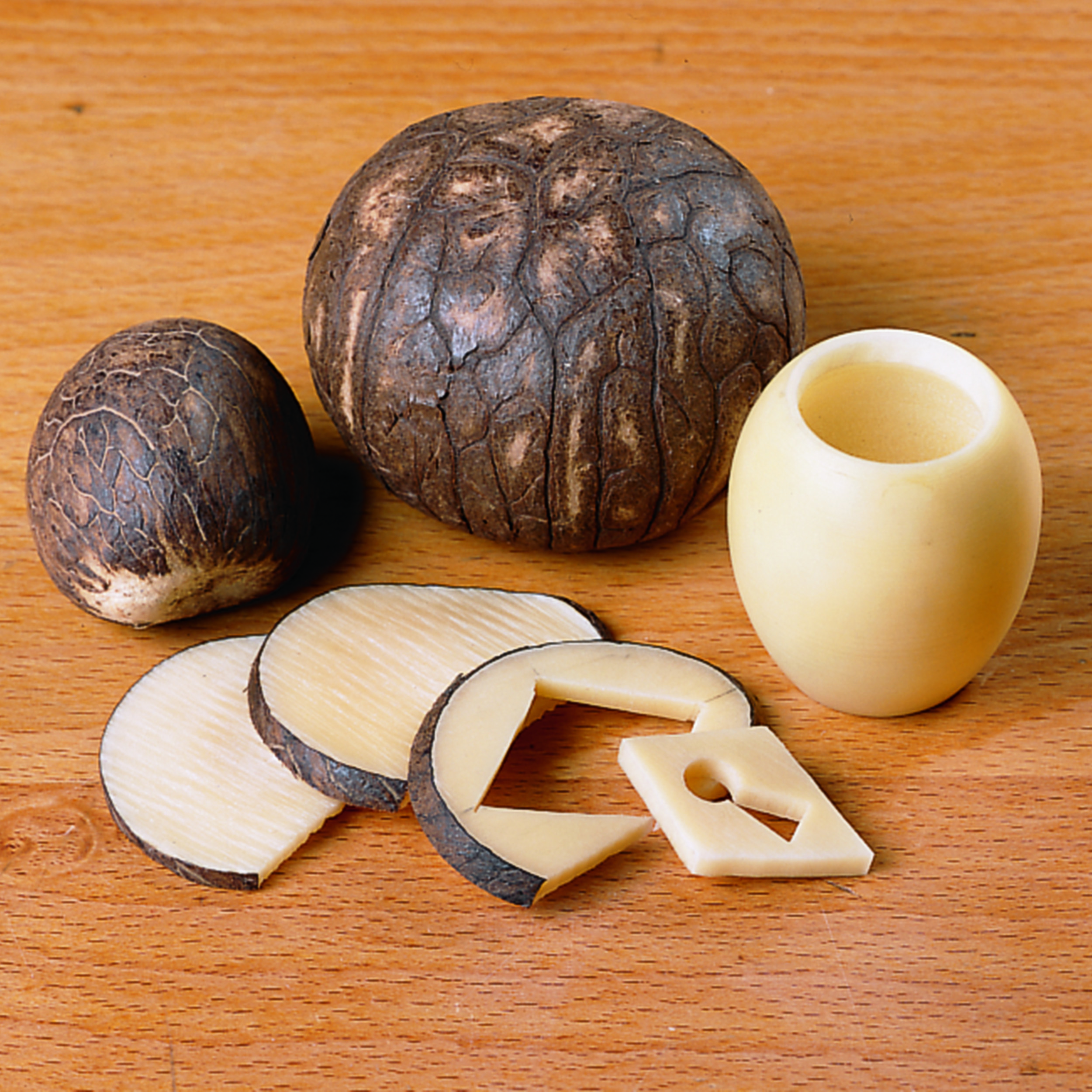 Tagua Nuts 5-piece