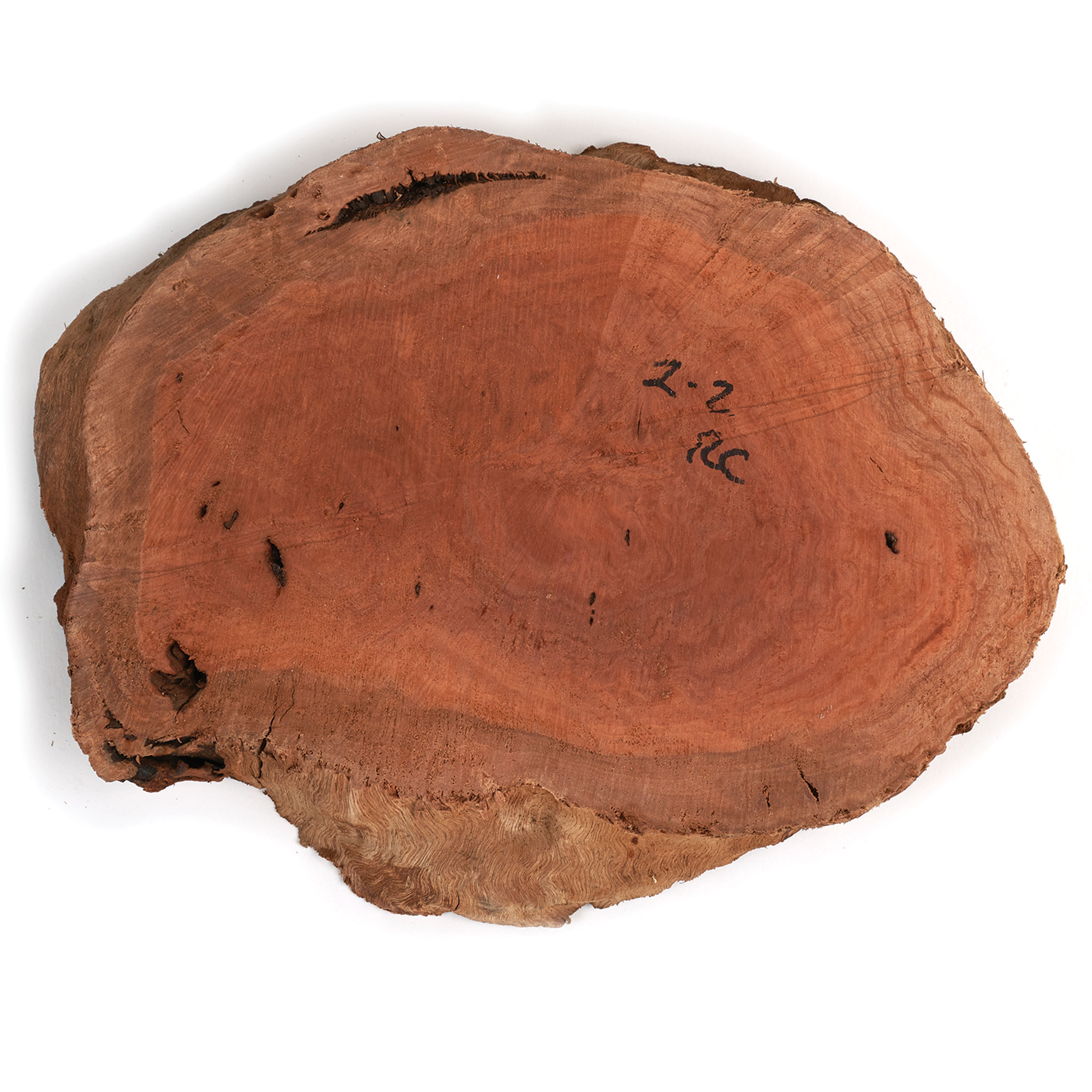 product: Woodcraft Woodshop Australian Red Coolibah Burl Slice - 2 kg - 4 kg shown