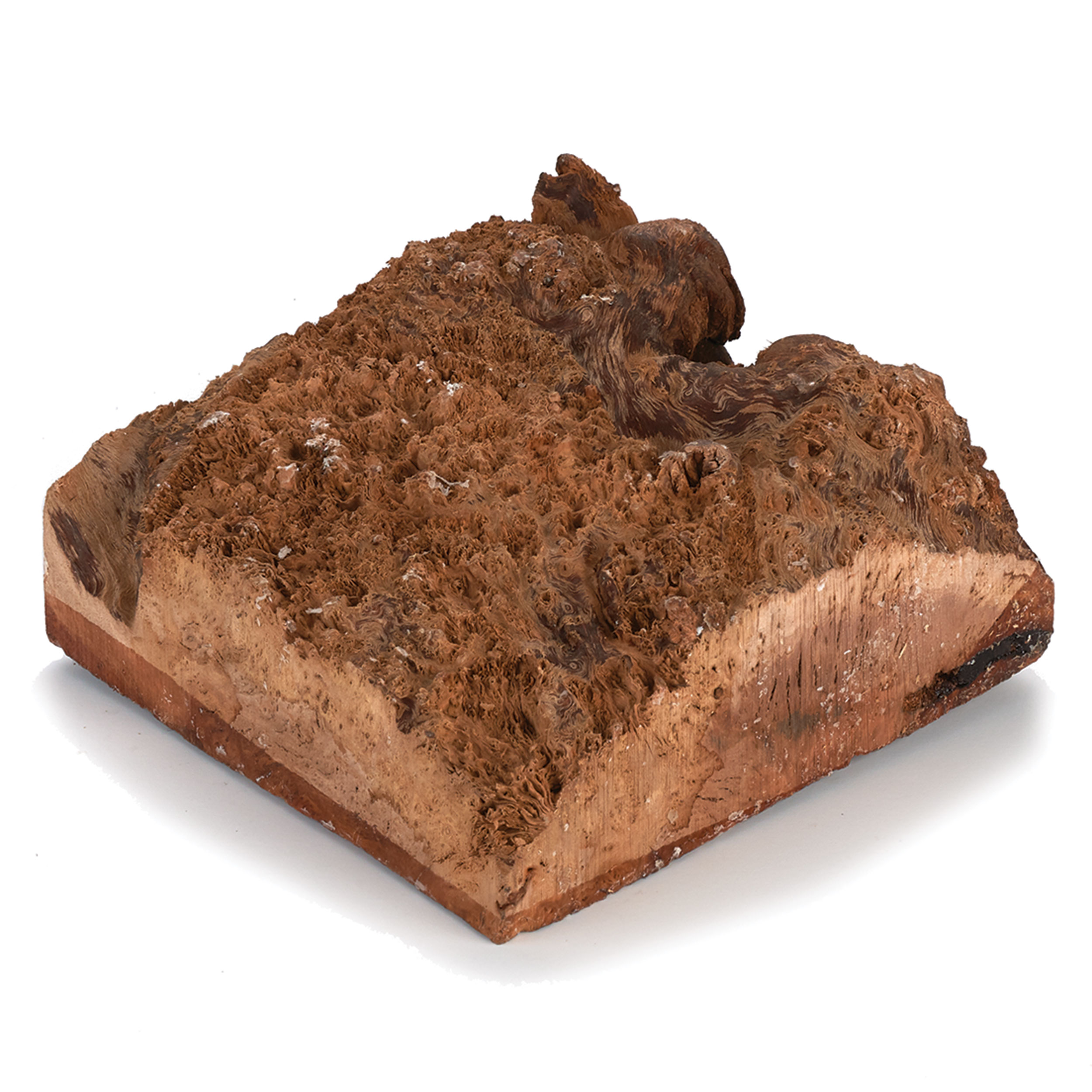 product: Woodcraft Woodshop Australian Red Coolibah Burl Turning Blank - 1 kg - 2 kg shown