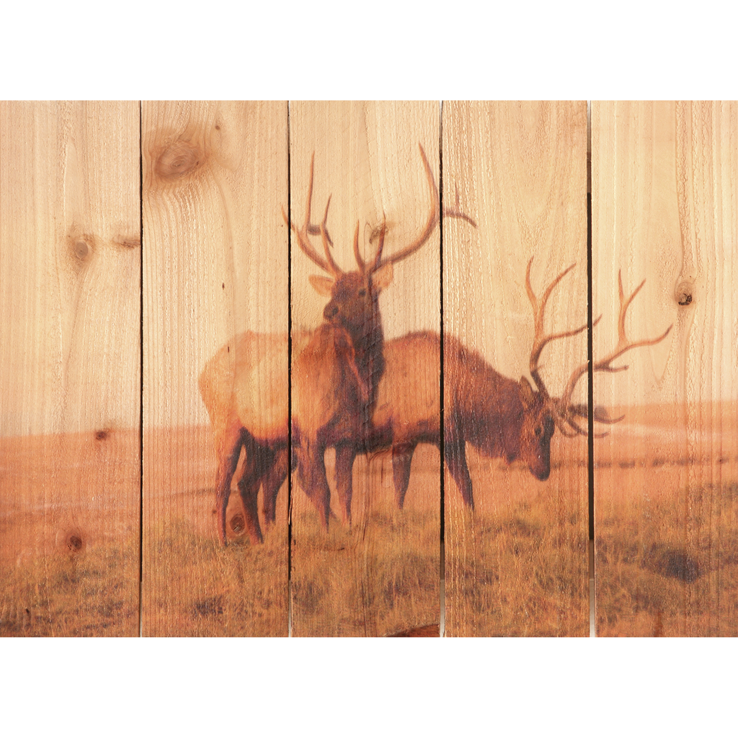 Daydream Gizaun Cedar Wall Art, Bull Elk, 22.5" X 16"
